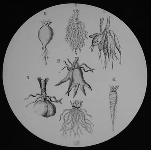 ANTIGUO ESTUDIO DE PLANTAS VICTORIANAS TIPOS DE RAÍCES C1890 LINTERNA MÁGICA DIAPOSITIVA ILUSTRACIÓN - Imagen 1 de 5
