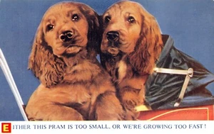 POSTAL BAMFORTH BUENA SUERTE NO G 219 PERROS SIN USAR MUY BUENA - Imagen 1 de 2