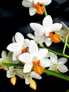 The best Phalaenopsis Mini Mark plants in UK ! Very well established, flowering