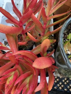 RARO 2 IMPRESIONANTES Crassula Capitella 'Campfire' con raíces - Jade Suculento Foto 1 de 4