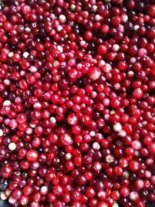 Lingonberry Vaccinium Vitis-Idaea Superfruit! cold tolerant 25+ seeds Free Ship! - Picture 1 of 3