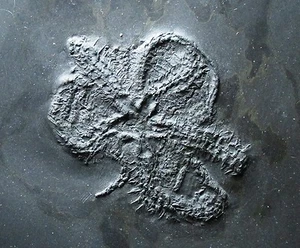 Fósil de estrella de mar Bundenbach - Taeniaster + rayos X - Hunsruck, Alemania - Devónico  - Imagen 1 de 6