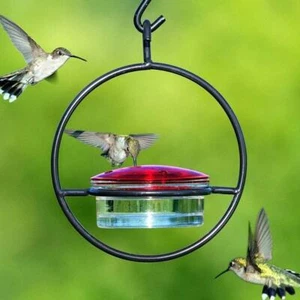 Hanging Hummingbird Feeder Circular Metal Frame Bottle Perch Patio Lawn Garden - Picture 1 of 9