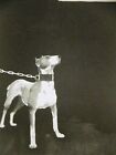 Impression d'art mat John Held 1930 CHAINED BULL TERRIER DOG