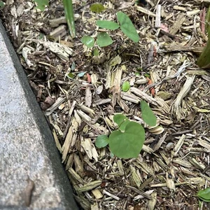 Eastern Redbud Tree Seedling - Cercis canadensis - Live Plant 3 to 6 inches - Picture 1 of 8