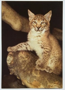 Postkarte Luchs - Bild 1 von 2