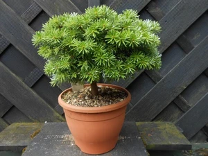 BONSAI ABIES KOREANA KOHOUT MINITURE FIR LOTS OF NEW GROWTH- BEAUTIFUL FOLIAGE - Picture 1 of 7