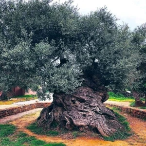 10 CANINO OLIVE TREE SEEDS (Olea europaea) European Common Edible Fruit Plant - Picture 1 of 16