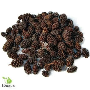 Alder Cones For Aquarium Use Natural Water Treatment Good Decoration and Food UK