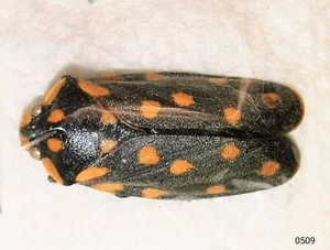 Homoptera Cercopidae sp 20mm A1 or A- from BORNEO, SABAH - #0509 - Picture 1 of 1