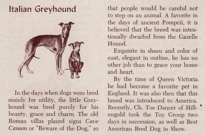 Итальянская борзая - НА ЗАКАЗ МАТОВАЯ - винтажная художественная гравюра с собаками - 1954 M. Dennis - Изображение 1 из 3