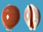 Cypraea aurantium, Davao, Philippines, 83,8 mm, FAT, SUPER HEAVY, HIGH QUALITY