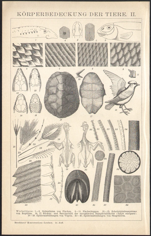 1897 Gravure originale Ecailles de poissons Tortue Serpent Plumes Zoologie - Photo 1/1