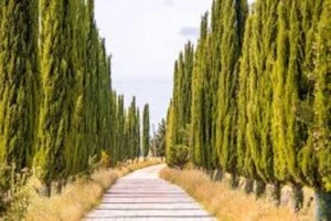 Cupressus sempervirens 'Swane's Gold' 1000 seeds Italian cypress 'Swane's Gold' - Picture 1 of 2