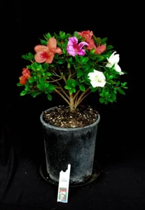 Japanese Satsuki Azalea 'Shinsen' 1 Gallon Pre-Bonsai Tree -multi color flower - Picture 1 of 1