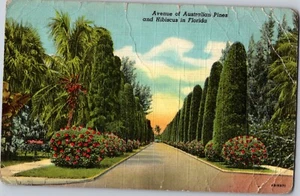 Vintage Leinen Postkarte Ave of Australian Pine Highway Florida - Bild 1 von 2