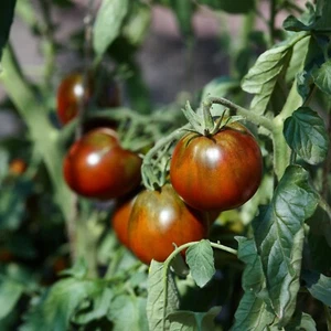 Cherry Tomato Seeds - Huge Selection of Varieties - Picture 1 of 40