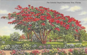 Vintage Florida Linen Postcard Royal Poinciana Tree Flowers Garden - Picture 1 of 2