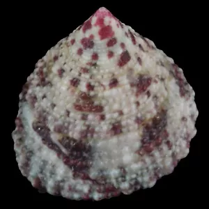 TROCHUS MACULATUS (Nocnocan Isl., Philippinen) 18,9 mm #47399 - Bild 1 von 4