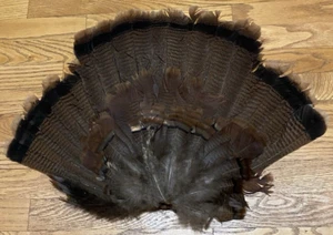 Wild Turkey Tail Feather Taxidermy Fan Wall Cabin Decor Crafts Fly Tying 24x17 - Picture 1 of 5