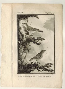 1770-Planche.Gravure-Chromo-Pitpit.Figuier-Histoire naturelle-Oiseaux-Buffon - Imagen 1 de 3
