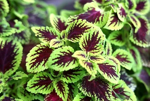10 Coleus Stecklinge sehr leicht wurzelbar, halbschattige tropische Pflanze. - Bild 1 von 5