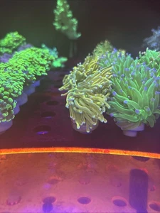 Holy Grail Torch Frag (LPS,SPS,soft) - Picture 1 of 3