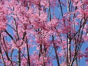 Toona sinensis var. Flamingo, Chinese Toon, Chinesisches Mahagoni - 10 bis 100 Semi - Bild 1 von 8