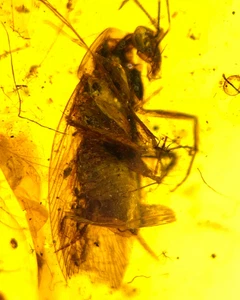 Fósil birmano Burmita Cretácico ámbar cucaracha insecto fósil ámbar Myanmar - Imagen 1 de 7