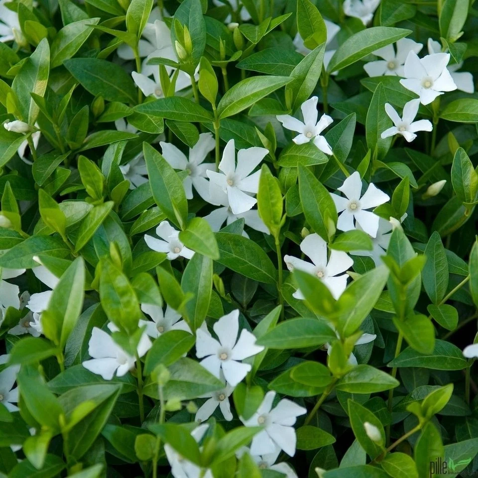 Vinca minor alba immergrüner Bodendecker winterhart 5-7 Triebe pro Topf weiß - Bild 1 von 1