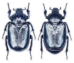 Scarabaeidae, Osmodernma Cristinae Sparacio, 1994, SEHR SELTEN, Paar - Bild 1 von 3
