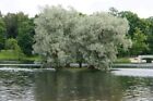 4 White Willow Trees - Rare and Unique Live Tree Plants - White Leaves