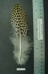 One ~6.5" Argus Cock Leopard Rump Feather Lot-SF 310 - Picture 1 of 3