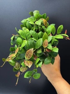 HOYA Rebecca π | Partial Sun-Stress π₯ | 100mm Pot + Saucer (#007) - Picture 1 of 7