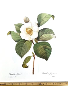 Redoute Flowers #14 WHITE CAMELIA Botanical Art BK Teller TOP ZUSTAND L@@K! - Bild 1 von 1