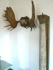 Geweih Elch Jagt Hirsch jagen Trophäe Wandschmuck Wild Tilman Hoche Wustrau