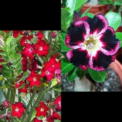 2 Adenium Obesum Rosa Del Desierto - Image 1 of 2