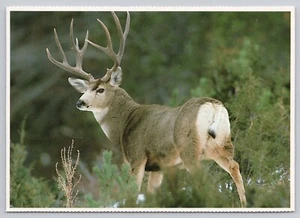 Alerta de pie A Mule Deer Buck, estante grande para astas, postal vintage - Imagen 1 de 2