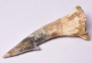 FÓSIL DE PÚA ROSTRAL PEZ SIERRA ONCHOPRISTIS, Cretácico Tardío, Marruecos F1523 - Imagen 1 de 4