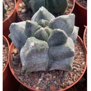 Astrophytum Myriostigma Cactus Plantas Suculentas Hogar Jardín Planta 7-8cm - Imagen 1 de 3