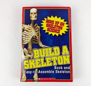 Build A Skeleton Scholastic Book and Easy to Assemble Model Kit - Bild 1 von 4