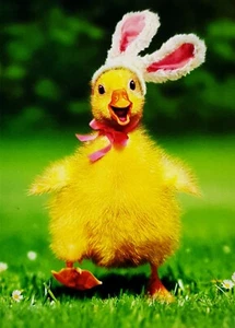 Avanti Press Happy Easter Greeting Card "Duckling Running in Bunny Ears"