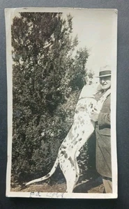 KISSES Large Harlequin Great Dane or Dalmation mix vintage DOG PHOTO male - Picture 1 of 4