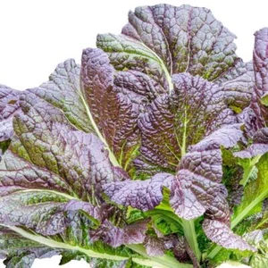 Mustard Giant Red 300 seeds Asian Greens vegetable garden - Picture 1 of 4