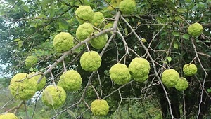 10 Hedge Apple Seeds Osage Orange Horse Apple Monkey Ball Maclura Pomifera Tree - Picture 1 of 2