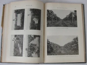 1903 Report of the Agricultural Experiment Station of Cornell University Ithaca - Picture 1 of 11