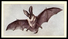 Grandee British Mammals 1982 - Long-Eared Bat No. 2