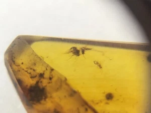 Fliege (Diptera) Burmesischer Bernsteineinschluss (Burmit) - Kreidezeit - Hukawng, Myanmar - Bild 1 von 10