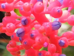 BROMELIAD Aechmea minata Large Healthy Pup! - Picture 1 of 3