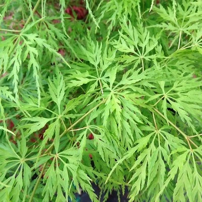 Acer 'Emerald Lace' Japanese Maple Plant - 25-35cm in Height Ready to Plant - Image 1 of 4